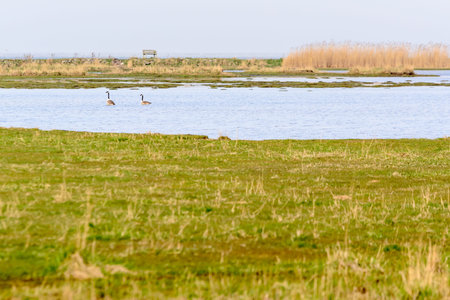 Canada goose, Branta canadensis. Pair of birds in shallow calm waters with vegetation in foreground...