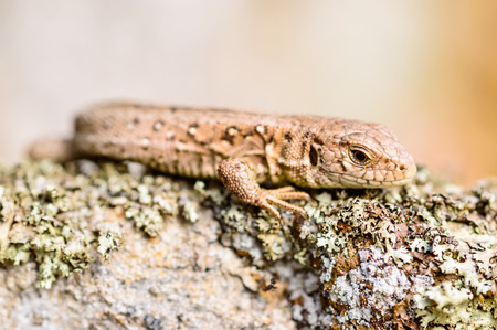 Sand lizard (Lacerta agilis). Wild specimen found on lichen covered rocks warming up in the sun and looking for insects to eat.の写真素材