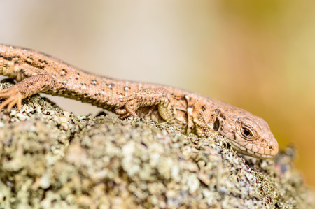 Sand lizard (Lacerta agilis). Wild specimen found on lichen covered rocks warming up in the sun and looking for insects to eat.の写真素材