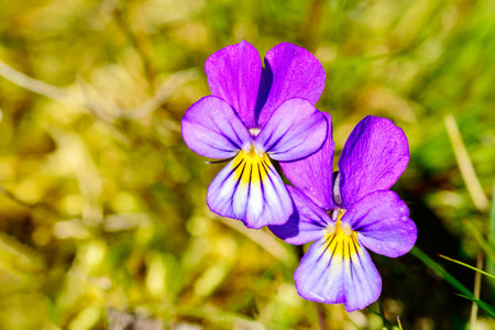Heartsease (Viola tricolor). Here are two fine flowers against a greenish background. Heartsease is...