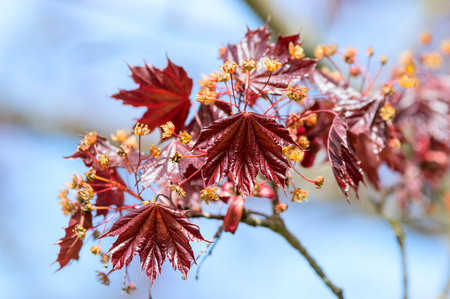 Acer palmatum, Japanese maple or smooth Japanese maple. Here seen blooming and with fresh red leaves...