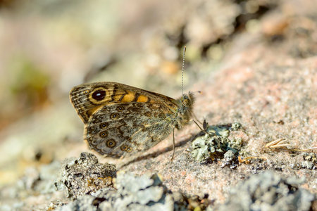 Ringlet (Aphantopus hyperantus). Here seen from side sitting on rock with lichen.