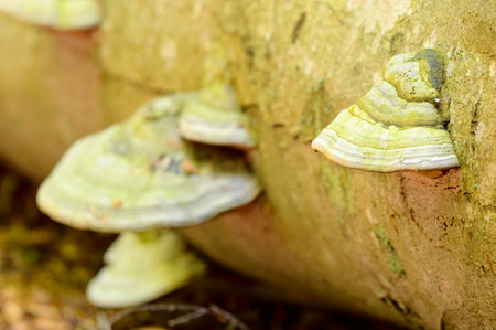Tinder fungus (Fomes fomentarius), also known as false tinder fungus, hoof fungus, tinder conk,...