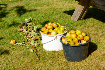 Two buckets full of discarded apples. The apples are collected and will be tossed on the compost. Discarded apples and other fruit makes good compost. Broken branch beside buckets.の写真素材