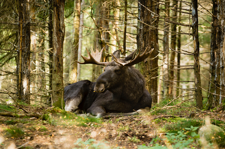 Moose bull (Alces alces) with fine antlers resting in dense spruce forest. Moose is awake but relaxed and looking at something in the distance.の写真素材