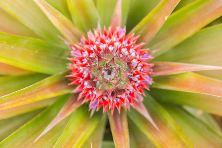 A baby red pineapple in gardenの写真素材