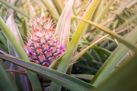 A baby red pineapple in gardenの写真素材