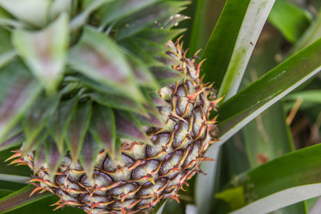 Sweet pineapple planted in the garden, Tropical fruitの写真素材
