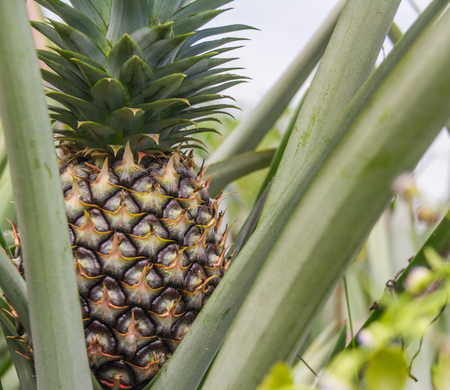 Sweet pineapple planted in the garden, Tropical fruitの写真素材