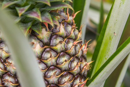 Sweet pineapple planted in the garden, Tropical fruitの写真素材