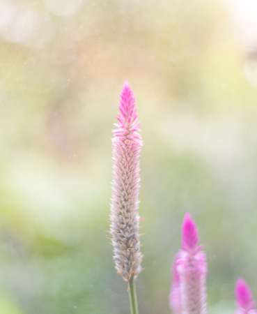 Celosia argentea Purple and white flower, Beautiful pink celosia flamingo feather flowers, Texture of Beautiful Thai Purple Cockscomb (Celosia Argentea Linn) for Background, Backdrop, or Wallpaper.の写真素材