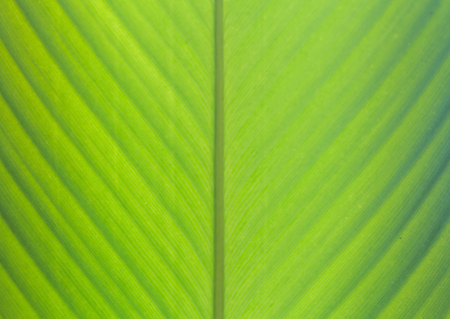 Green banana leaf background abstract, Closeupの写真素材