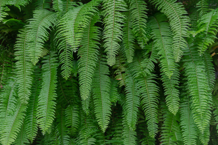 Green leaf backgroundの写真素材