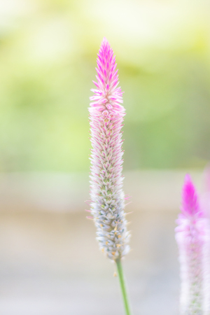 Celosia argentea Purple and white flower, Beautiful pink celosia flamingo feather flowers, Texture of Beautiful Thai Purple Cockscomb (Celosia Argentea Linn) for Background, Backdrop, or Wallpaper.の写真素材