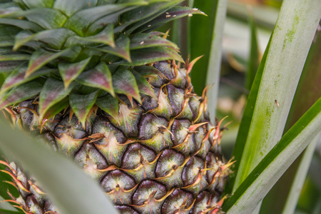 Sweet pineapple planted in the garden, Tropical fruitの写真素材
