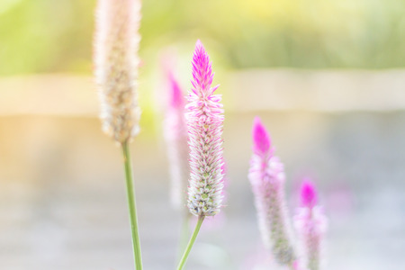 Celosia argentea Purple and white flower, Beautiful pink celosia flamingo feather flowers, Texture of Beautiful Thai Purple Cockscomb (Celosia Argentea Linn) for Background, Backdrop, or Wallpaper.の写真素材