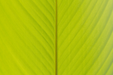 Green banana leaf background abstract, Closeupの写真素材