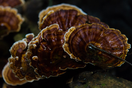 Mushroom, Ling zhi mushroom on an old piece of wood in the tropical rain forestの写真素材