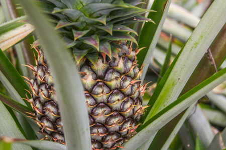 Sweet pineapple planted in the garden, Tropical fruitの写真素材