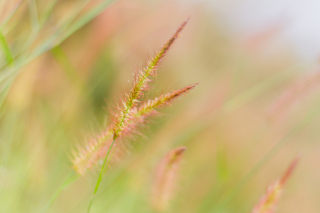 Mission grass or desho grass in the evening sky, Evening in the meadow, Beautiful pastures in the evening, reative nature images used as background, Selective focusの写真素材