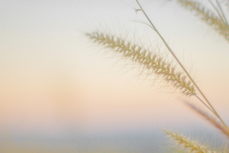 Mission grass or desho grass in the evening sky, Evening in the meadow, Beautiful pastures in the evening, reative nature images used as background, Selective focusの写真素材