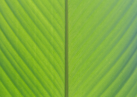 Green banana leaf background abstract, Closeupの写真素材