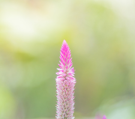 Celosia argentea Purple and white flower, Beautiful pink celosia flamingo feather flowers, Texture of Beautiful Thai Purple Cockscomb (Celosia Argentea Linn) for Background, Backdrop, or Wallpaper.の写真素材