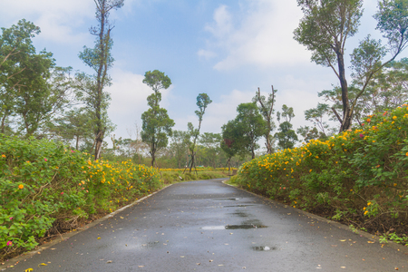 Curved sidewalk, path, trail at the empty street in the parkの写真素材