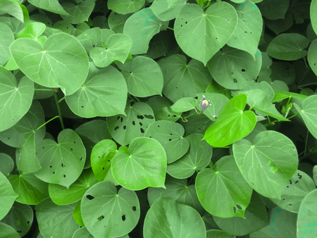 Green leaf backgroundの写真素材