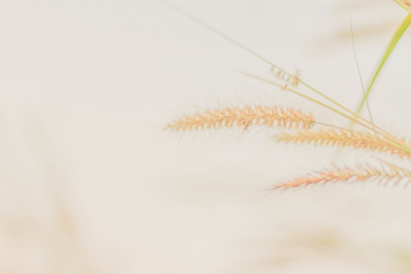 Mission grass or desho grass in the evening sky, Evening in the meadow, Beautiful pastures in the evening, reative nature images used as background, Selective focusの写真素材
