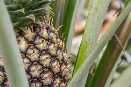 Sweet pineapple planted in the garden, Tropical fruitの写真素材