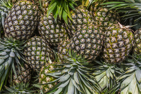 Sweet Pineapples Stackの写真素材