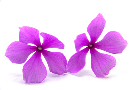 Vinca rosea flower isolated on white background.の写真素材