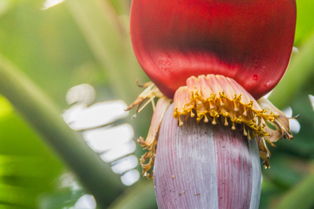 Banana blossom or Banana flower.の写真素材