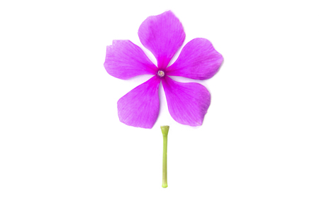 Vinca rosea flower isolated on white background.の写真素材