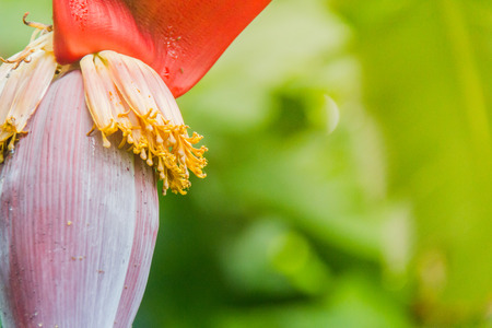 Banana blossom or Banana flower.の写真素材