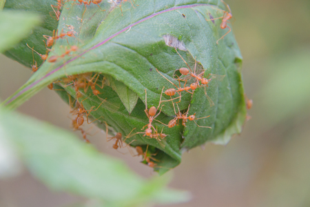 Red ant (Oecophylla smaragdina) , Ant standing, Action of antの写真素材