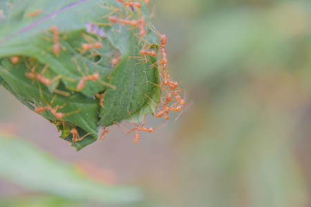 Red ant (Oecophylla smaragdina) , Ant standing, Action of antの写真素材