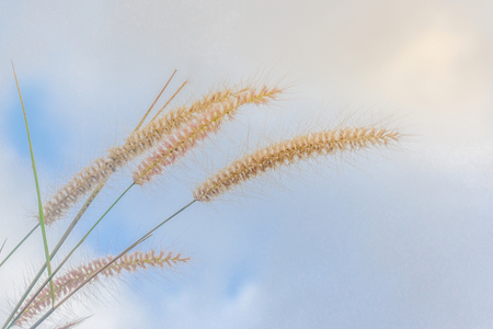 Mission grass or desho grass in the evening sky, Evening in the meadow, Beautiful pastures in the evening, reative nature images used as background, Selective focusの写真素材