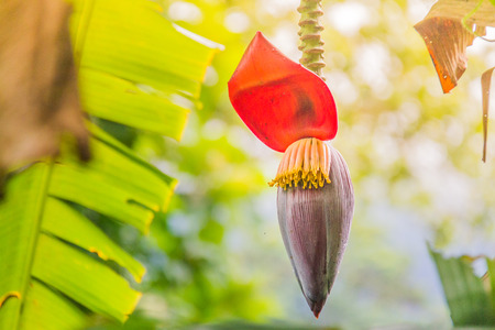 Banana blossom or Banana flower.の写真素材
