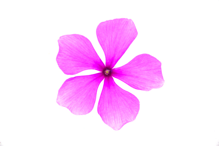Vinca rosea flower isolated on white background.の写真素材