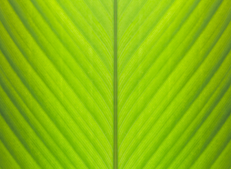 Green banana leaf background abstract, Closeupの写真素材