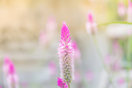 Celosia argentea Purple and white flower, Beautiful pink celosia flamingo feather flowers, Texture of Beautiful Thai Purple Cockscomb (Celosia Argentea Linn) for Background, Backdrop, or Wallpaper.の写真素材