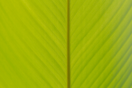 Green banana leaf background abstract, Closeupの写真素材