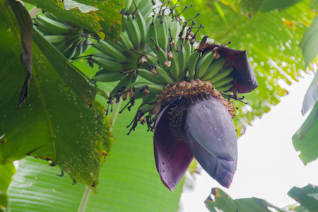 Banana blossom or Banana flower.の写真素材