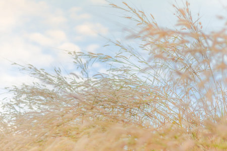 Mission grass or desho grass in the evening sky, Evening in the meadow, Beautiful pastures in the...