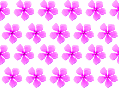 Vinca rosea flower isolated on white background.の写真素材