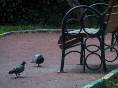 image of a pigeons strolling beside the bench in the parkの写真素材