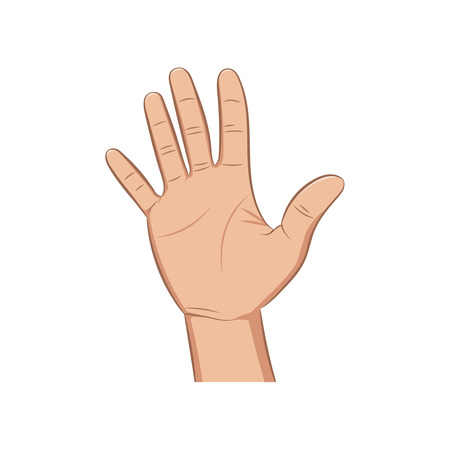 The brush of a realistic hand lifted up on a white background. Vector illustration.のイラスト素材