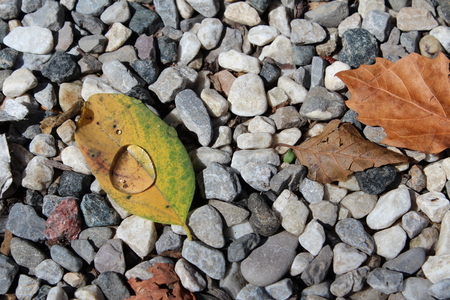 drop of dew on a leafの写真素材